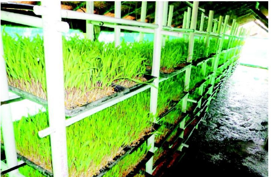 Hydroponic fodder units used for practical campus learning