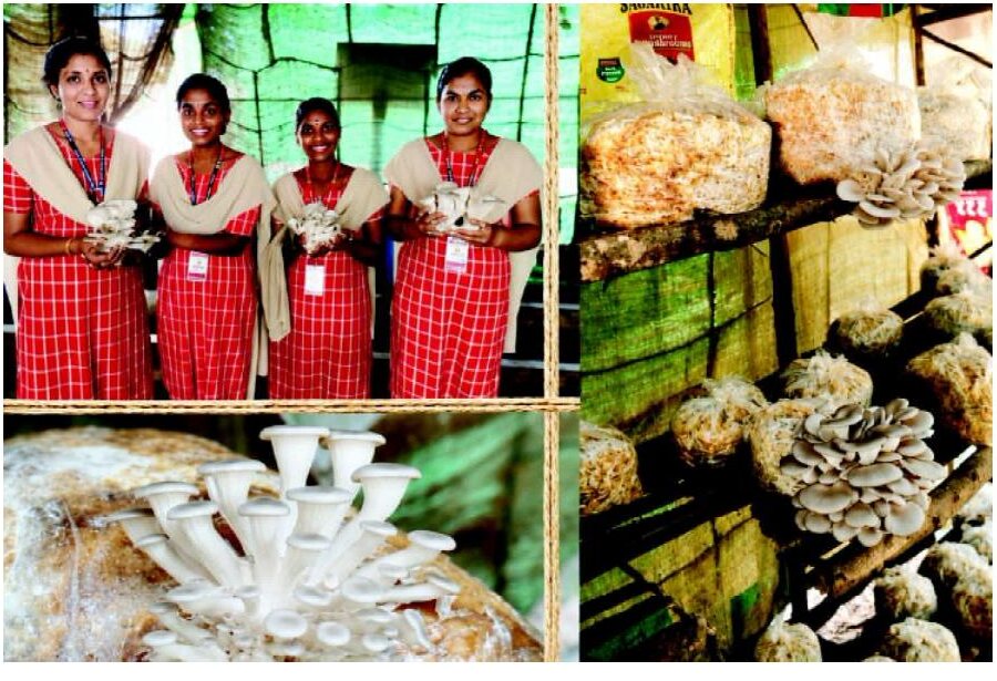 Students displaying mushroom cultivation work and harvested mushrooms